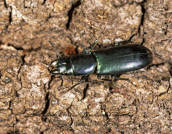 Temnoscheila virescens  BARK-GNAWING BEETLE 261936z