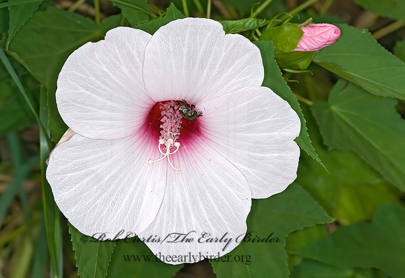 Hibiscus laevis  HALBERD-LEAVED ROSE MALLOW 6012210z
