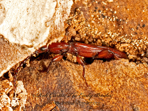 Catogenus rufus  PASSANDRID BARK BEETLE 9068621