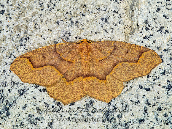 Lambdina fiscellaria HEMLOCK LOOPER 1115320z