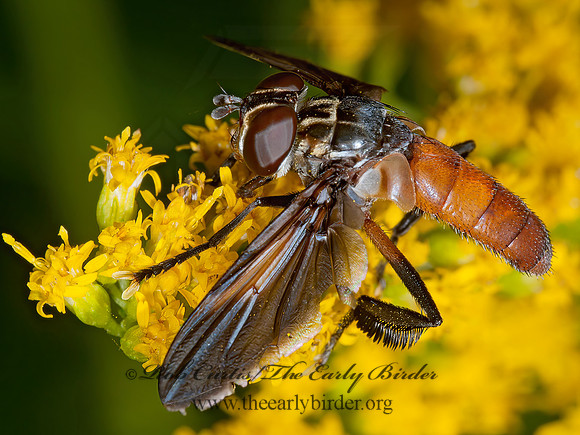 Trichopoda pennipes  FEATHER-LEGGED TACHINID 8031467z