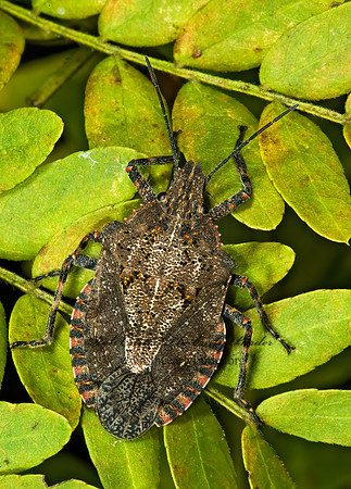 Brochymena quadripustulata  4-HUMPED STINKBUG 5014047z