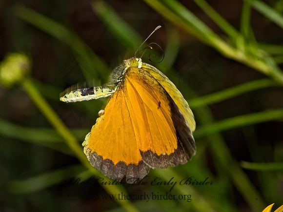 Eurema nicippe  SLEEPY ORANGE 3038802z
