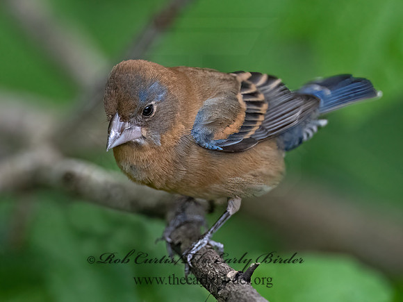 Guiraca caerulea  BLUE GROSBEAK 3030489z