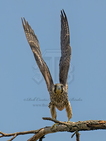 Falco peregrinus PEREGRINE FALCON 9090602z