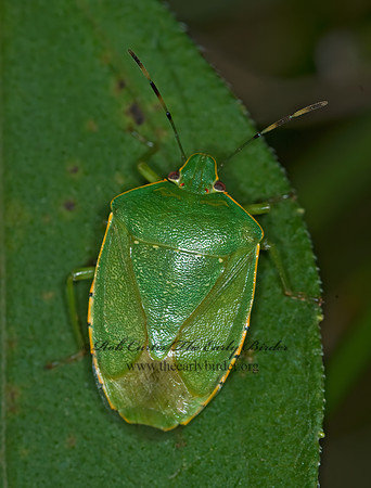 Chinavia hilaris  GREEN STINKBUG 6012739z