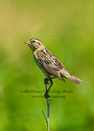 Dolichonyx oryzivorus  BOBOLINK 8005590z