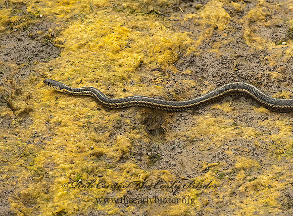 Thamnophis radix  PLAINS GARTER SNAKE 8022969 z