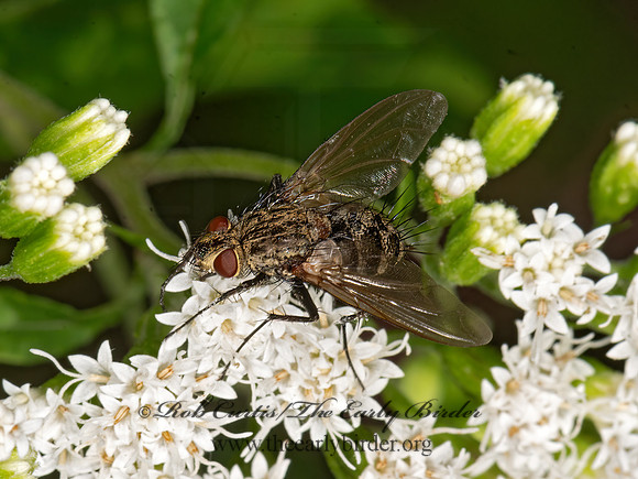 Dexiini  TACHINID FLY 3026119z