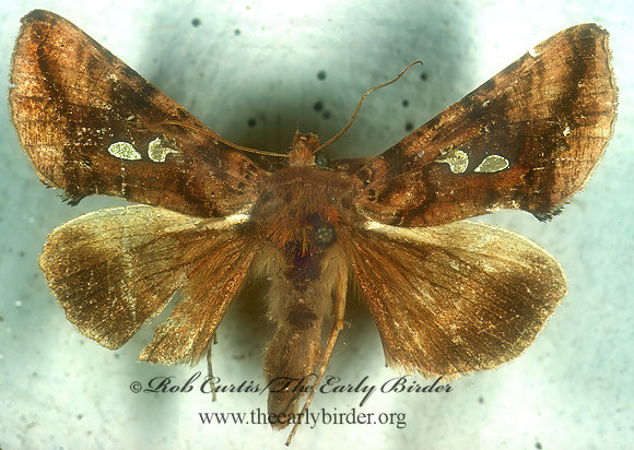 Autographa bimaculata  TWO SPOTTED LOOPER 294308z
