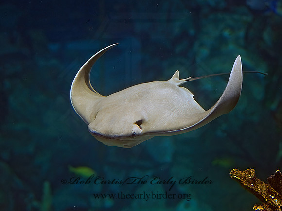 Rhinoptera bonasus  COWNOSE RAY 8016109z