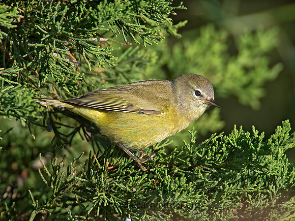 Leiothlypis celata  ORANGE-CROWNED WARBLER 9005850z
