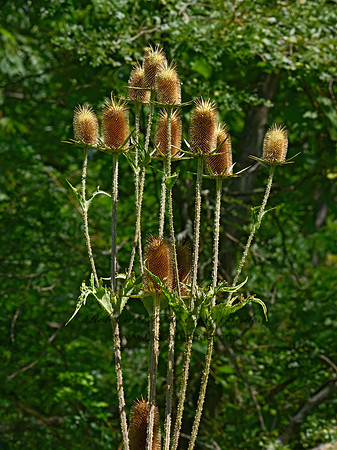 Dipsacus laciniatus  CUTLEAF TEASEL 9063825z