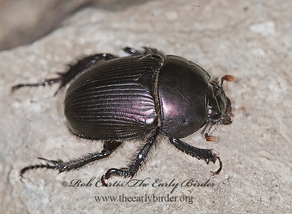 Geotrupes semiopacus 6014362z