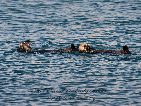 Enhydra lutris nereis  SOUTHERN SEA OTTER 9057965z