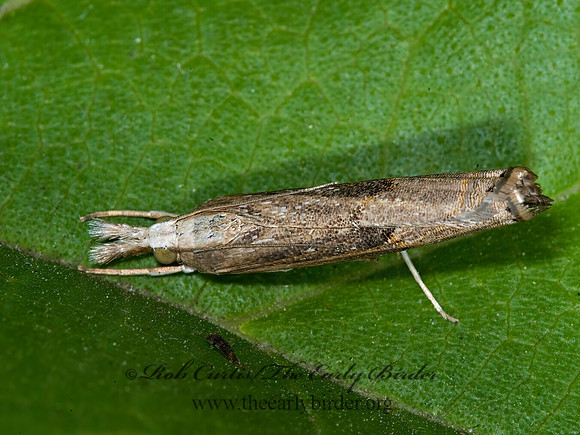 Parapediasia teterrellus  BLUEGRASS WEBWORM MOTH 6012204z
