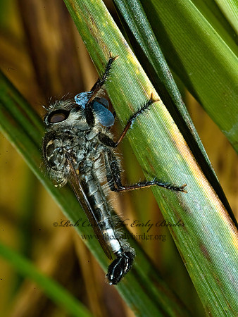 Efferia aestuans  ASILINAE ROBBER FLY 5012571z