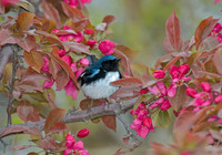 Setophaga caerulescens BLACK-THROATED BLUE WARBLER 5006516z