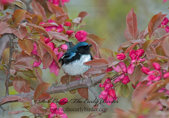 Setophaga caerulescens  BLACK-THROATED BLUE WARBLER  5006516z