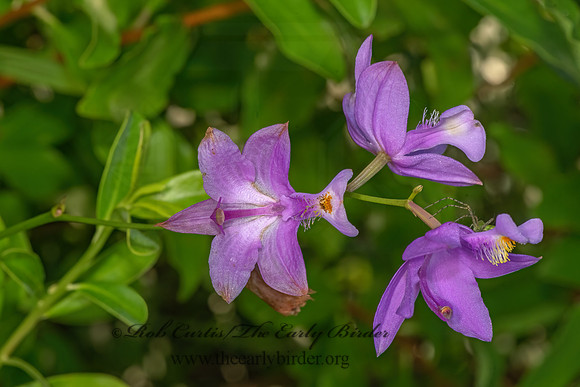 Calopogon tuberosus  TUBEROUS GRASS PINK 3041359-z