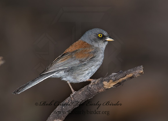 Junco phaeonotus  YELLOW-EYED JUNCO 6026509z