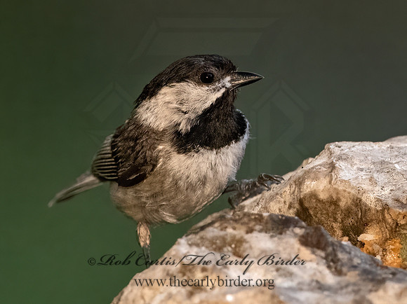Poecile carolinensis  CAROLINA CHICKADEE 3035698z