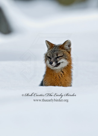 Urocyon cineroargentatus  GRAY FOX  5004580z