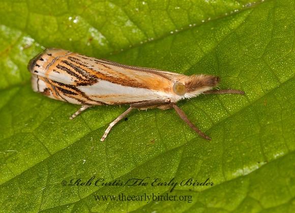 Crambus tp2  GRASS MINER MOTH3016226z