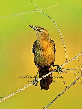 Quiscalus mexicanus  GREAT-TAILED GRACKLE 87115zz