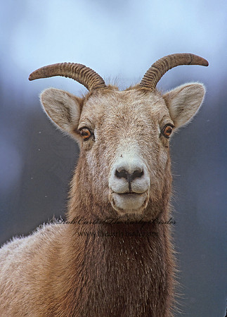Ovis canadensis  BIGHORN SHEEP 222824z
