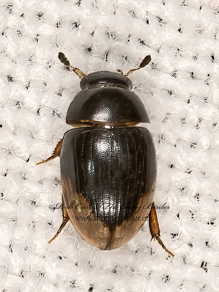 Cercyon praetextatus WATER SCAVENGER BEETLE 3041649z