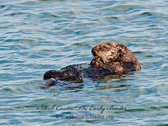 Enhydra lutris nereis  SOUTHERN SEA OTTER 8020348 z
