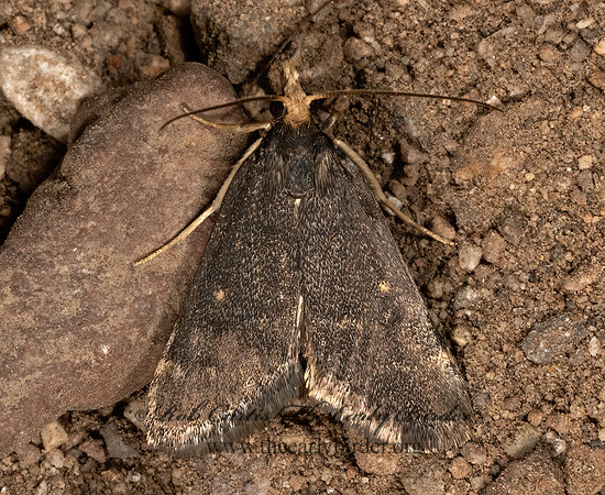 Loxostegopsis curialis  CRAMBID MOTH 3038013z