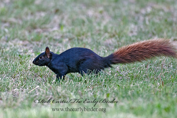 Sciurus carolinensis  EASTERN GRAY SQUIRREL 6005666z