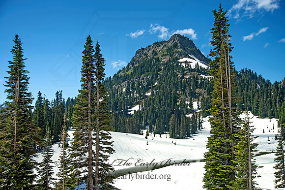 Mt. Rainier NP 9060932z