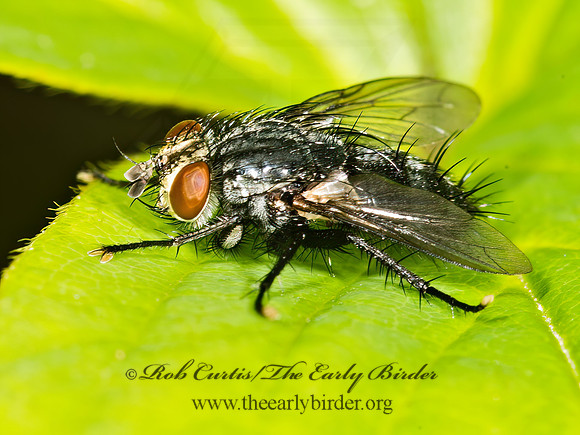 Voria  TACHINID FLY 9036061z