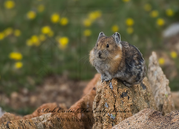 Ochotona princeps  AMERICAN PIKA 7010524z