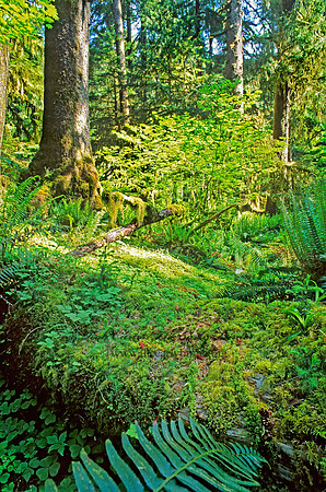 TEMPERATE RAIN FOREST 126025z