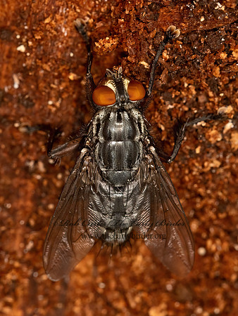 Sarcophagidae  FLESH FLY 1303870z