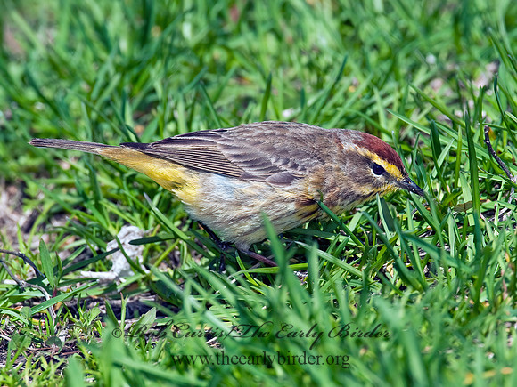 Setophaga palmarum  PALM WARBLER 3007260z