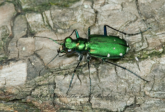 Cicindela sexguttata 5008823z