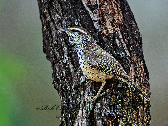 Campylorhynchos brunneicapillus  CACTUS WREN 54231z