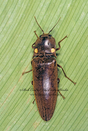 Pyrophorus 202735z