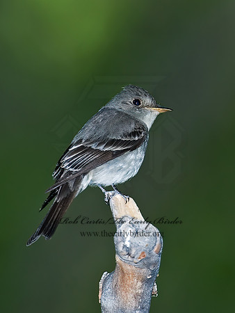Contopus sordidulus  WESTERN WOOD PEWEE 7008970z