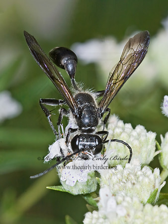 Isodontia mexicana 6012556z