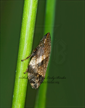 Lepyronia quadrangularis  DIAMONDBACK SPITTLEBUG 6016255z
