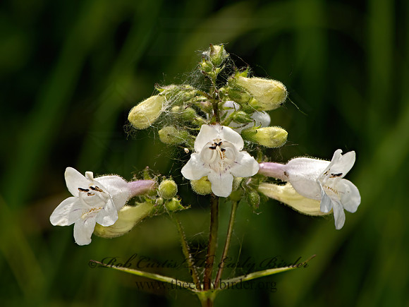 Penstemon digitalis  WHITE BEARDTONGUE 9068750z