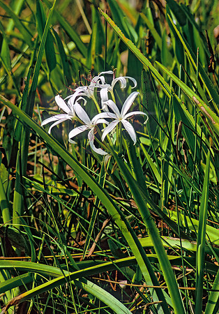 Crinum americanum  SWAMP LILY 260108z
