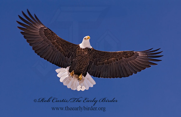 Haliaeetus leucocephalus  BALD EAGLE 6020327z