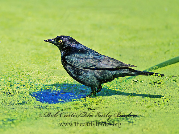 Euphagus cyanocephalus  BREWER'S BLACKBIRD 129733z